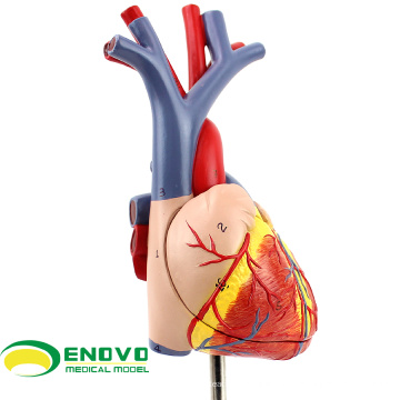 HEART02 (12478) Nuevo modelo de corazón anatómico médico en 2 partes, modelos de anatomía&gt; Modelos de corazón